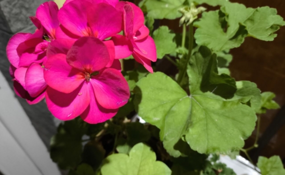 Чтобы герань зацвела шапками к Новому году, ей нужен не полив, а эликсир жизни — простой рецепт Чтобы герань зацвела шапками к Новому году, ей нужен не полив, а эликсир жизни — простой рецепт