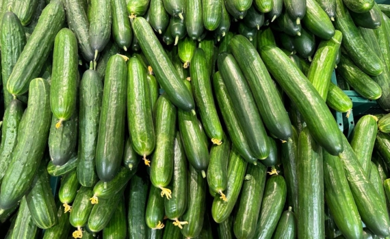 Неожиданная польза соленых огурцов: научный взгляд на привычный продукт — скрытые преимущества Неожиданная польза соленых огурцов: научный взгляд на привычный продукт — скрытые преимущества