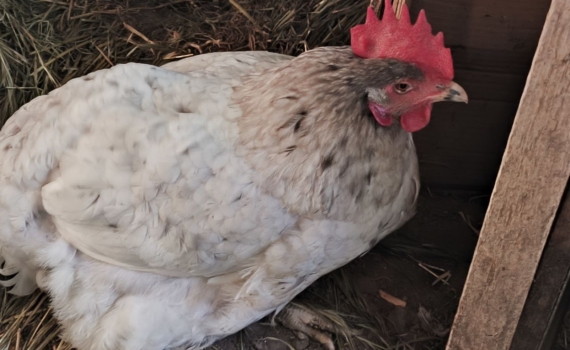 Зимний дефицит яиц — не из-за холода, а из-за ошибок в кормлении кур Зимний дефицит яиц — не из-за холода, а из-за ошибок в кормлении кур