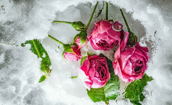 Не дайте комнатной розе погибнуть: срочные меры, которые действительно работают Не дайте комнатной розе погибнуть: срочные меры, которые действительно работают