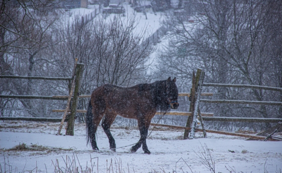 Куда умчат нас три зимних коня — Декабрь, Январь и Февраль? Гороскоп для всех знаков на зиму Куда умчат нас три зимних коня — Декабрь, Январь и Февраль? Гороскоп для всех знаков на зиму
