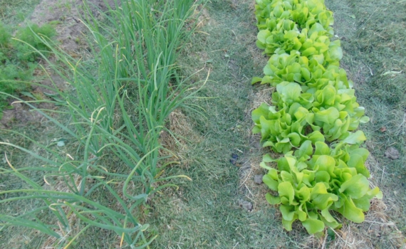 Посадите лук-севок так — и удивитесь урожаю: простые хитрости для идеальных грядок Посадите лук-севок так — и удивитесь урожаю: простые хитрости для идеальных грядок